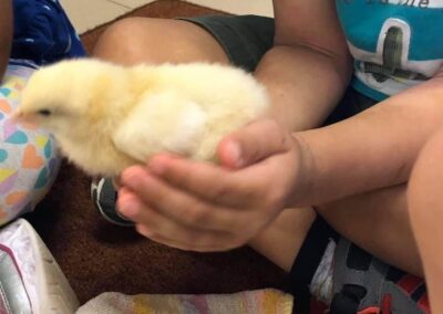 An image of a child holding a small chicken for an activity in early learning childcare.
